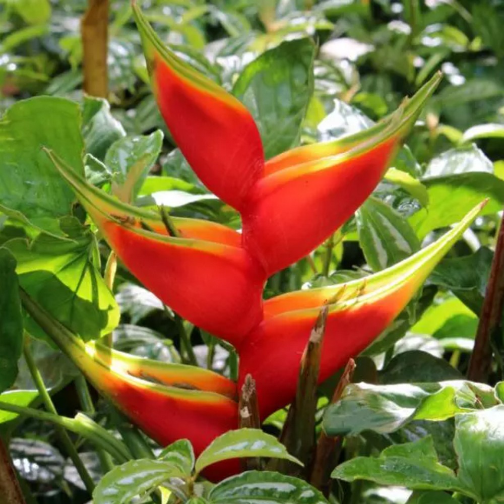 Heliconia