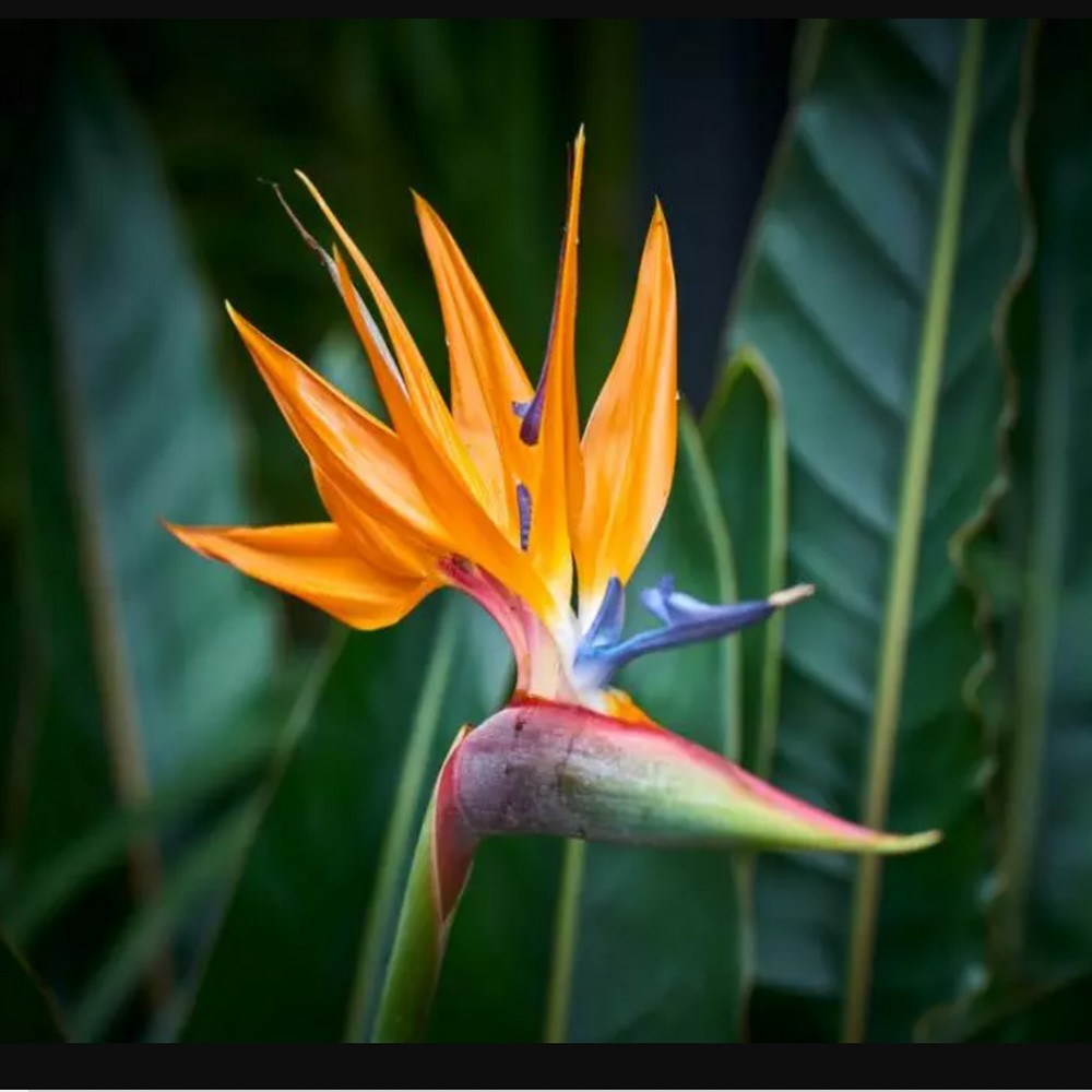 Oiseau de paradis