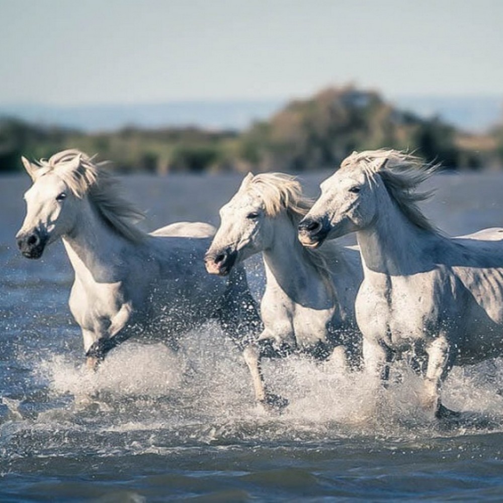 Galop dans la Mer